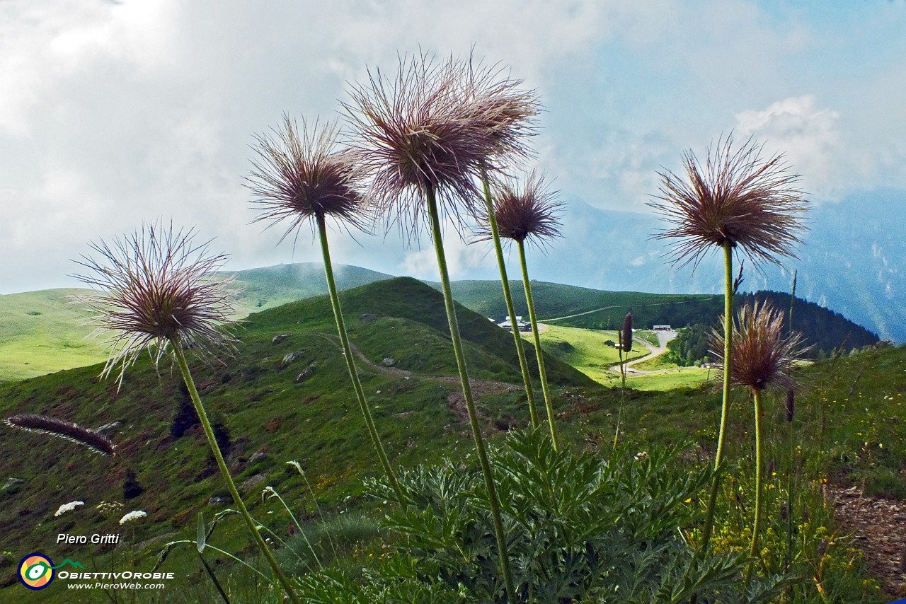 14 Pulsatilla alpina (fruttescenza post-fioritura).JPG